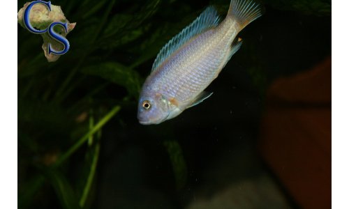 Pseudotropheus msobo magunga